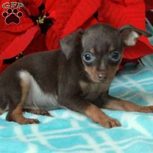 Parker, Miniature Pinscher Puppy