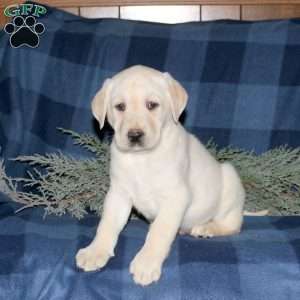 Parker, Yellow Labrador Retriever Puppy