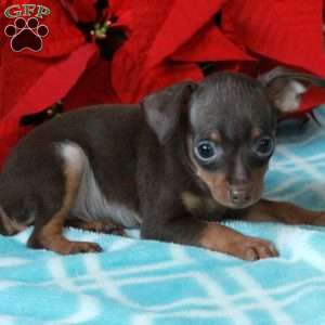 Parker, Miniature Pinscher Puppy