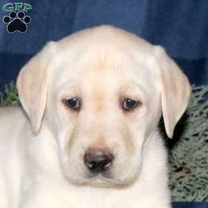 Parker, Yellow Labrador Retriever Puppy