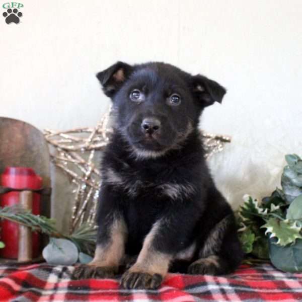 Parker, German Shepherd Puppy