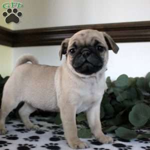 Pug Puppies For Sale - Greenfield Puppies