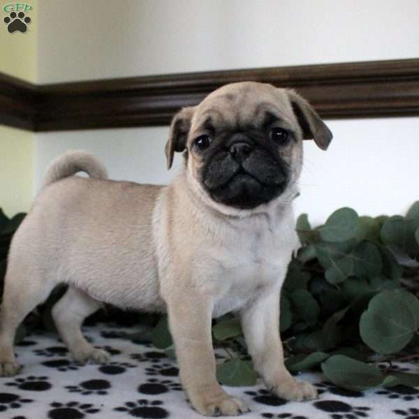 Parker, Pug Puppy