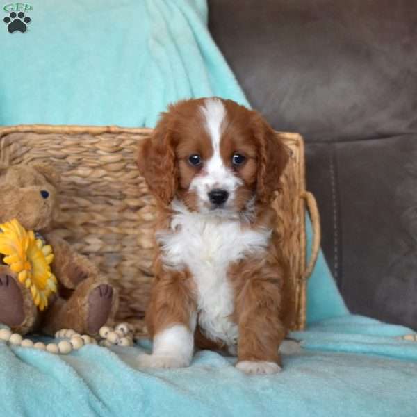 Patch, Cavapoo Puppy