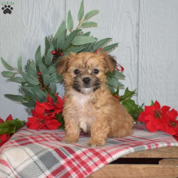 Patch, Yorkie-Chon Puppy