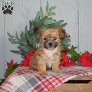 Patch, Yorkie-Chon Puppy