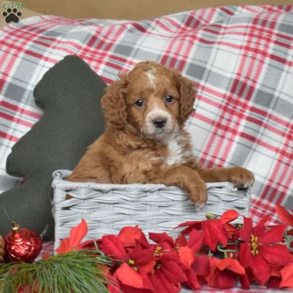 Patches, Cavapoo Puppy