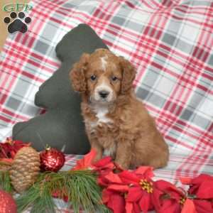 Patches, Cavapoo Puppy