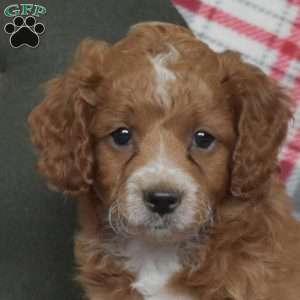 Patches, Cavapoo Puppy