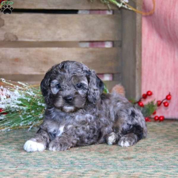 Patrick, Cockapoo Puppy