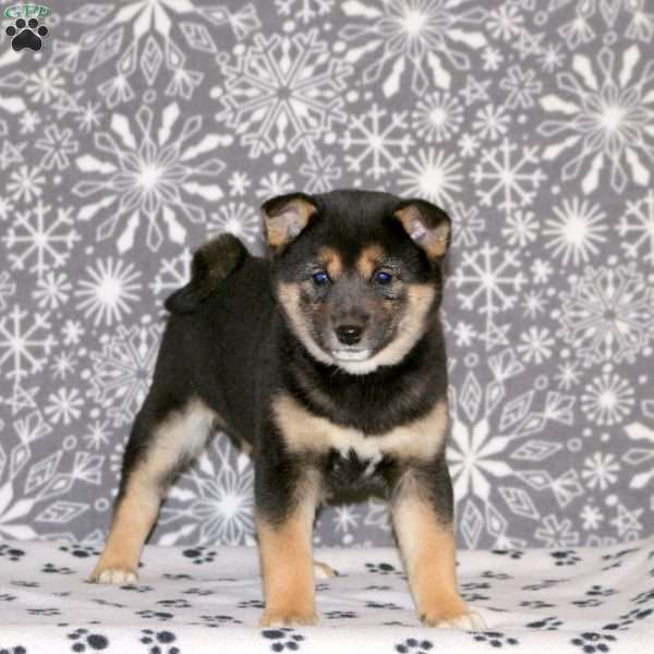 Patty, Shiba Inu Puppy