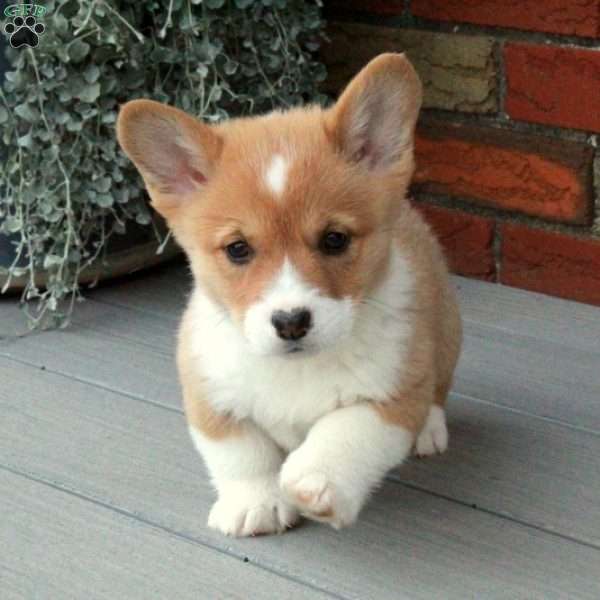 Patty, Pembroke Welsh Corgi Puppy