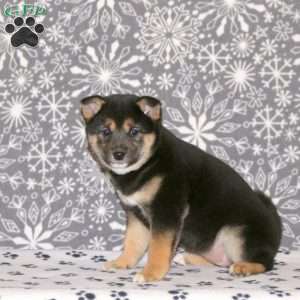 Patty, Shiba Inu Puppy