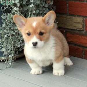 Patty, Pembroke Welsh Corgi Puppy