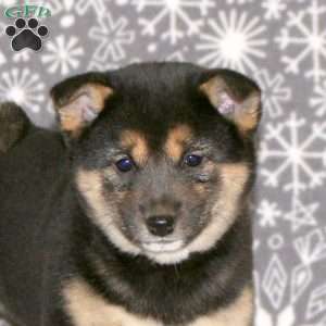 Patty, Shiba Inu Puppy