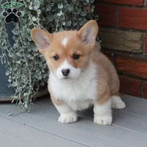 Patty, Pembroke Welsh Corgi Puppy