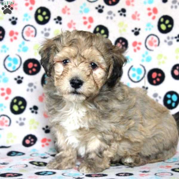 Paul, Havanese Puppy