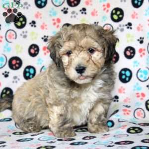 Paul, Havanese Puppy