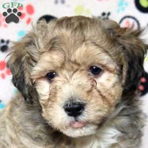 Paul, Havanese Puppy