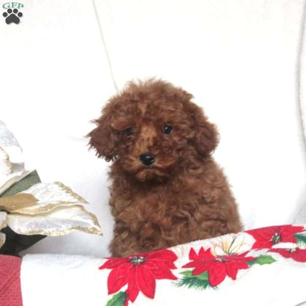 Paula, Miniature Poodle Puppy