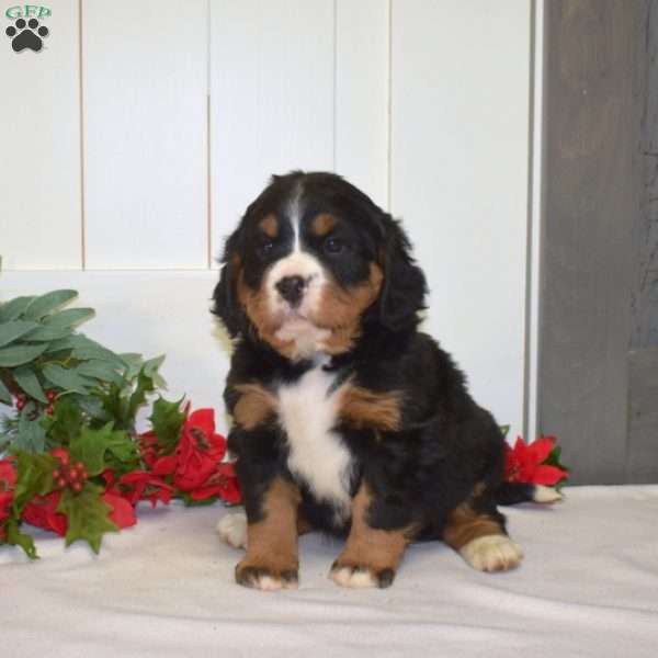 Paws, Miniature Bernese Mountain Dog Puppy