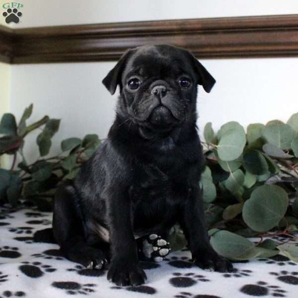 Paxton, Pug Puppy