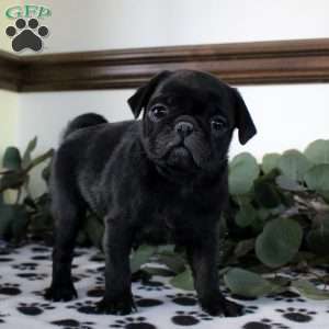 Paxton, Pug Puppy