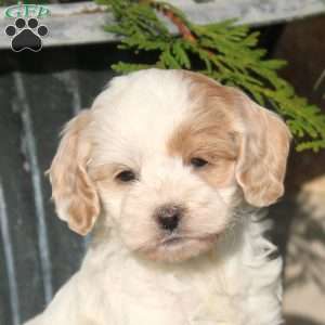 Peace, Cockapoo Puppy