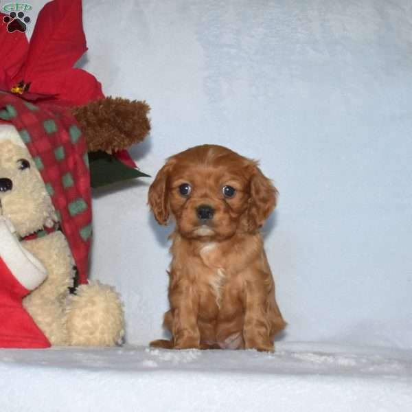 Peanut, Cavalier King Charles Spaniel Puppy