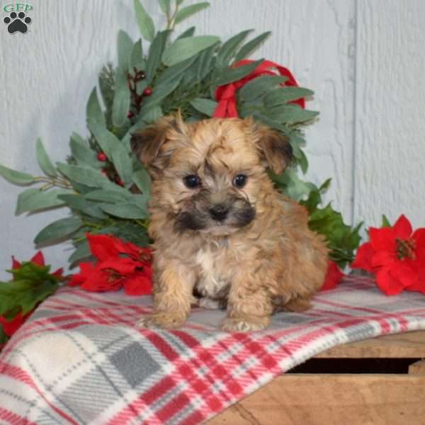 Peanut, Yorkie-Chon Puppy