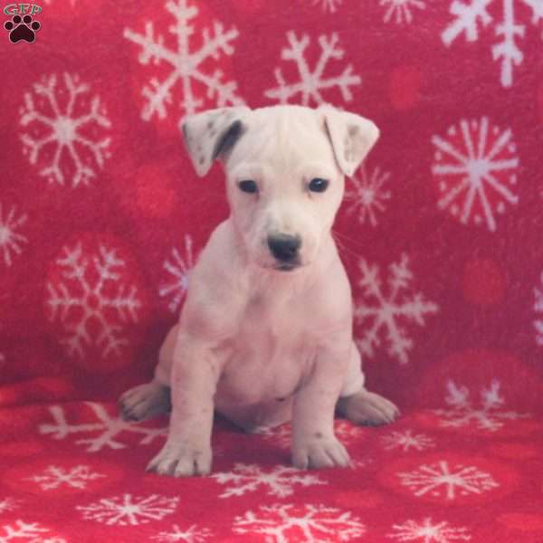 Peanut, Jack Russell Terrier Puppy