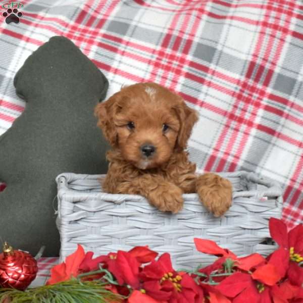 Peanut, Cavapoo Puppy