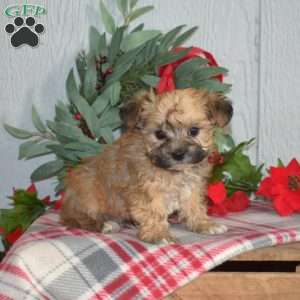 Peanut, Yorkie-Chon Puppy