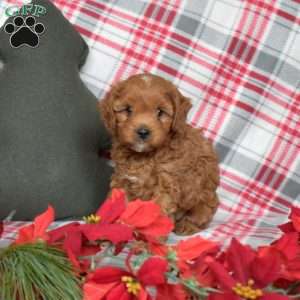 Peanut, Cavapoo Puppy