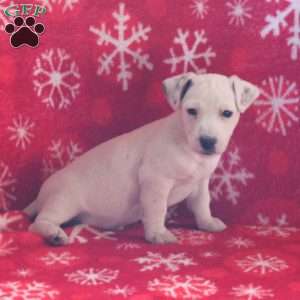 Peanut, Jack Russell Terrier Puppy