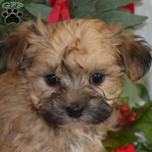 Peanut, Yorkie-Chon Puppy