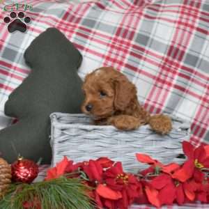 Peanut, Cavapoo Puppy