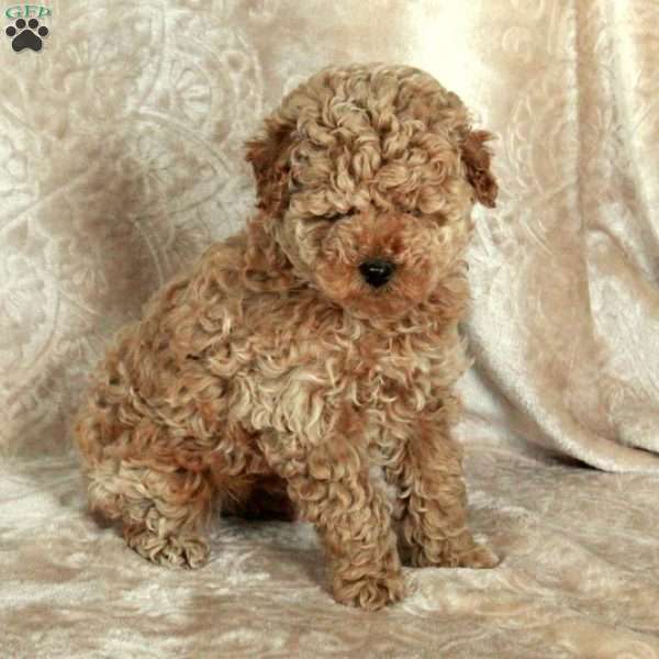 Pearl, Miniature Poodle Puppy