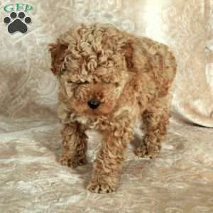 Pearl, Miniature Poodle Puppy