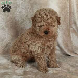 Pearl, Miniature Poodle Puppy