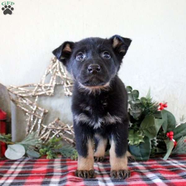 Pearl, German Shepherd Puppy