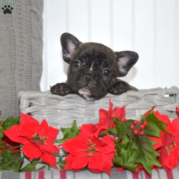 Pebbles, French Bulldog Puppy