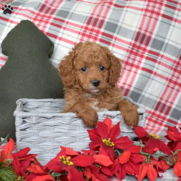 Pebbles, Cavapoo Puppy