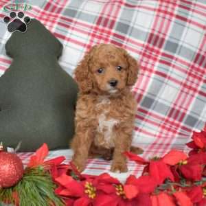 Pebbles, Cavapoo Puppy