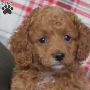 Pebbles, Cavapoo Puppy