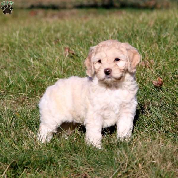 Peggy, Cockapoo Puppy