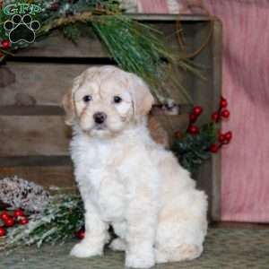 Peggy, Cockapoo Puppy