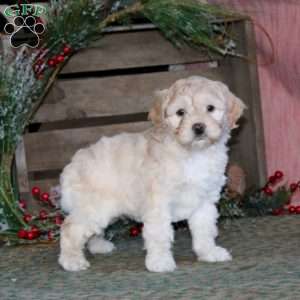 Peggy, Cockapoo Puppy