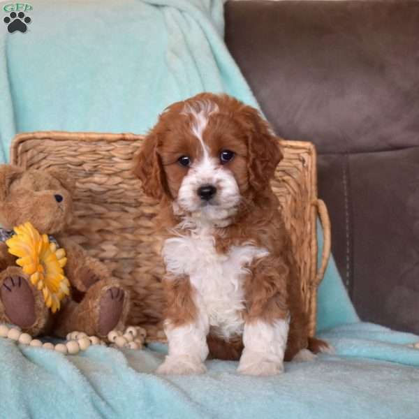 Penny, Cavapoo Puppy