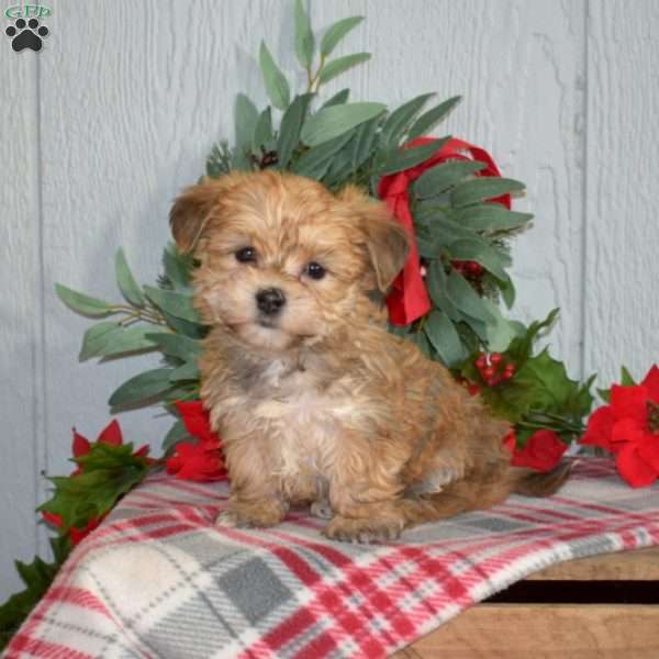 Penny, Yorkie-Chon Puppy